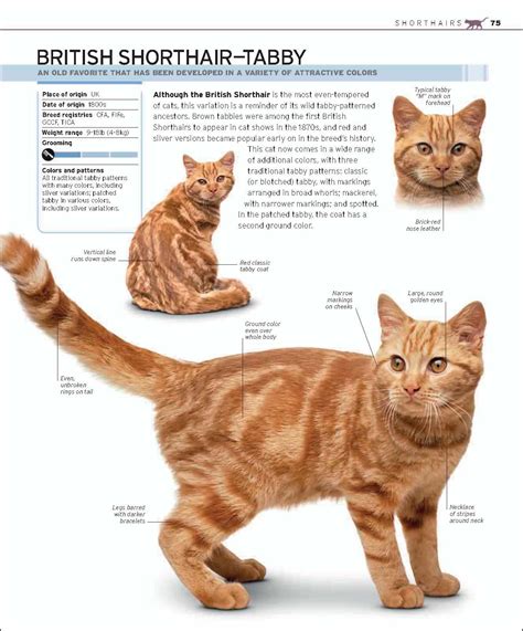 British Shorthair Tabby Cat in Three Positions