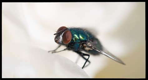 Lucilia Sericata By Svartek On Deviantart