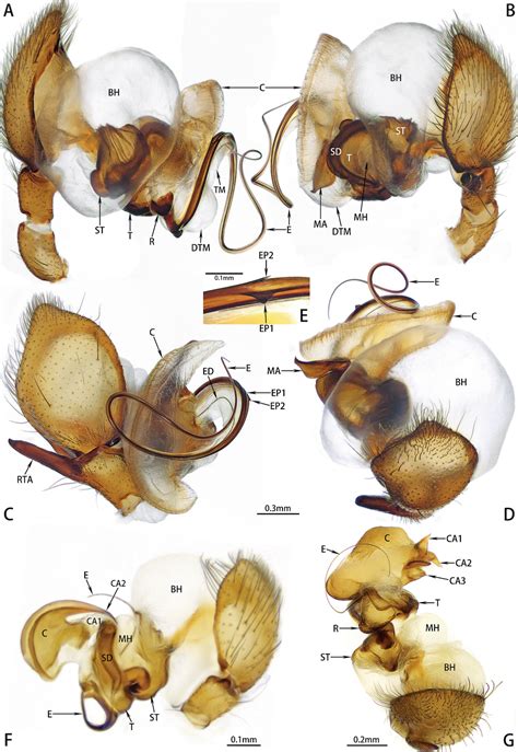 New Spider Species Named After Hot Wheels For Its Weird Genitals