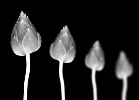 Premium Photo Lotus Flower