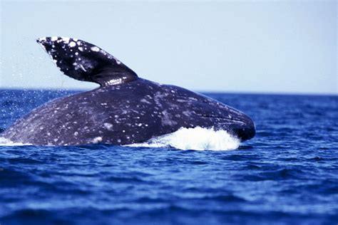 Makah Tribe Could Resume 2700 Year Old Whale Hunting Tradition