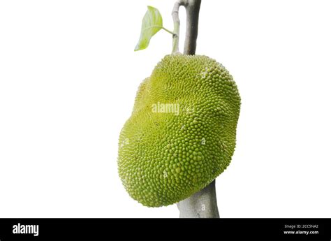 Jack Fruit Tropical Fruit On White Background Stock Photo Alamy