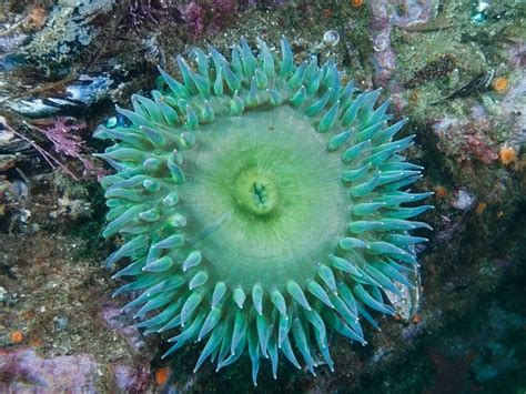 Radial Symmetry The Definitive Guide Biology Dictionary