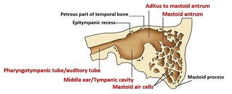 Tympanic Cavity Anatomy Qa
