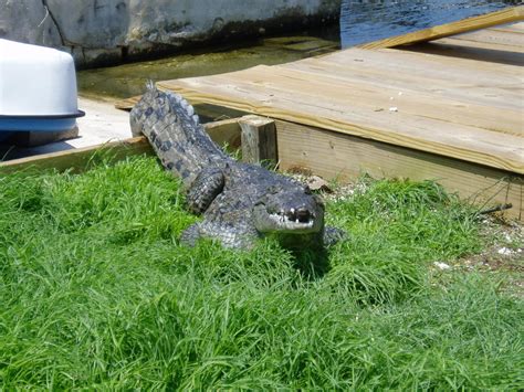 Spring Time Florida Keys American Crocodile Mating Season