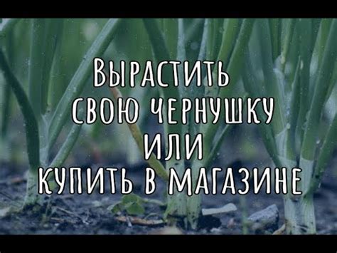 Почему чернушку проще купить, чем вырастить? - YouTube