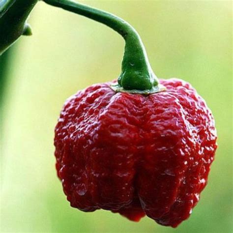 Super Hot And Xxx Hot Chilli Seeds From Red Dragon Seeds Uk