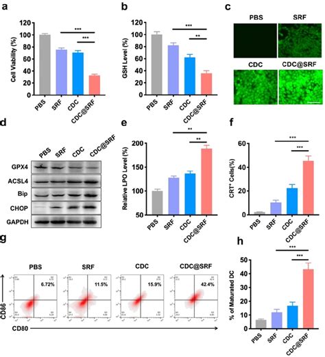 A Cell Viability Of 4t1 Cells After Incubation With Srf Cdc Or