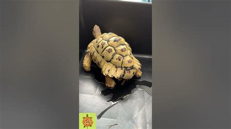 Leopard Tortoise Pee 🐢 Shorts Leopardtortoise Urine Youtube