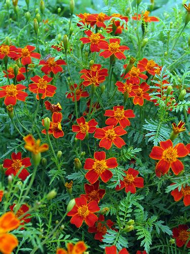 Бархатцы тонколистные, или мексиканские - Tagetes tenuifol… | Flickr