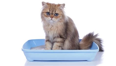 Мочекаменная болезнь у кошек - Официальный сайт сети ветклиник АМВет в ...