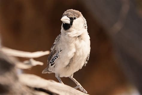 Tisserand Oiseau Direction Photo Gratuite Sur Pixabay