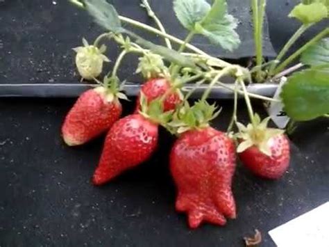 Клубника Брилла Описание Фото Отзывы – Telegraph