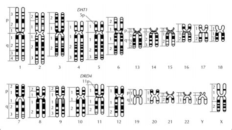 A Schematic Representation Of The 22 Pairs Of Autosomes And One Pair Of Download Scientific