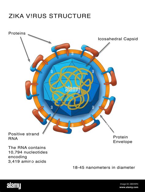 Estructura Del Virus Zika Ilustraci N Fotograf A De Stock Alamy