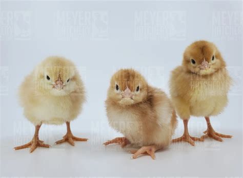 Auto Sexing Versus Sex Linked Chicken Breeds Meyer Hatchery Blog