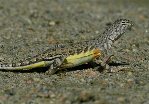 Desert Wildlife-- Zebra Tailed Lizard