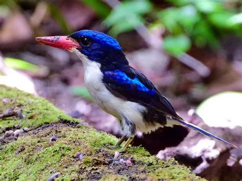 Halmahera Birds | Explore Iso Indonesia