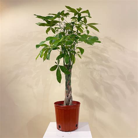 Money Tree - 4 Foot Plant - 10" pot - Pachira aquatica – Promise Supply