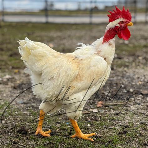 Türken Huhn Murray McMurray Hatchery White Naked Neck Turken