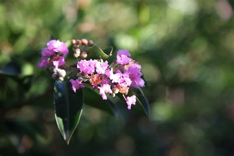 caring for a crepe myrtle tree 2