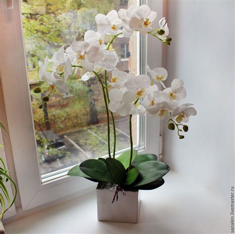 Фото Орхидеи В Горшке Дома — Фото Картинки