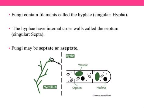 Morphology Of Fungi Ppt