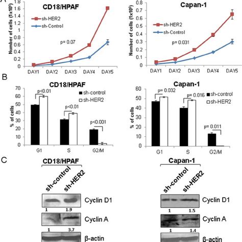 Co Localization Of MUC4 And HER3 In Pancreatic Cancer Cells And KPC