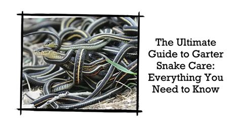 Garter Snake Care