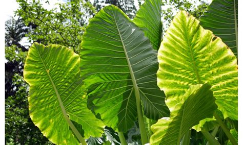 Alocasia: Oreja de Elefante