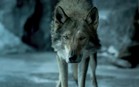 «Альфа»: Наивно и примитивно о дружбе человека и волка