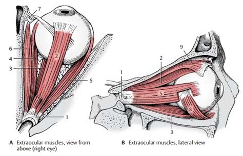 The Extraocular Muscles The Eyelid Eye Movement Teachmeanatomy