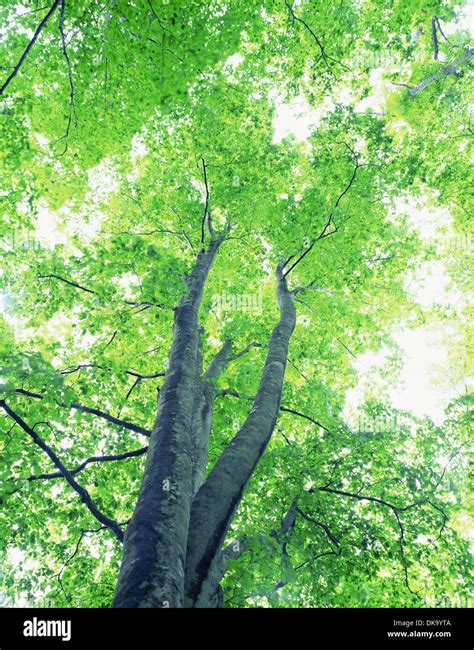 buna tree aomori stock photo alamy