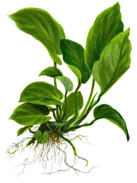 Tropica Xl Plants Aquascape Art The Green Machine