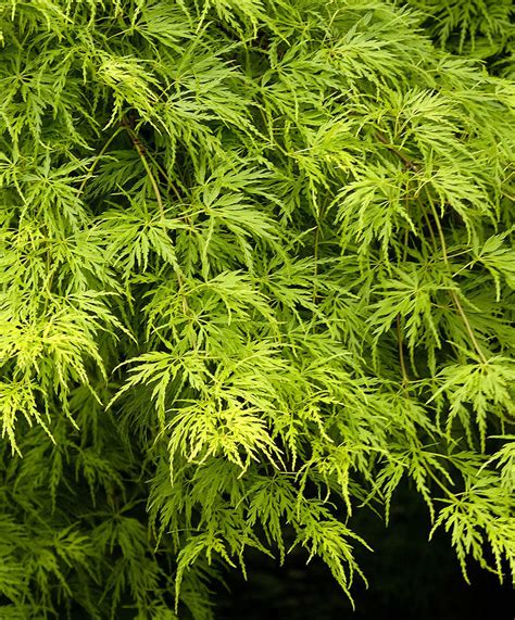 seiryu japanese maple fieldhomecom