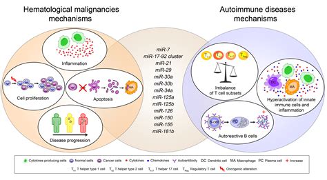 Ijms Free Full Text Micrornas In Autoimmunity And Hematological