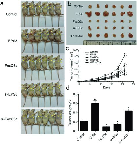 FoxO3a And EPS8 Affect Tumor Growth In BALB C Nude Mice Six Week Old