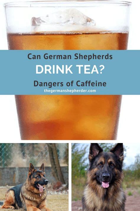 95 GERMAN SHEPHERD DIET ideas in 2021 | shepherds diet, best dog food ...