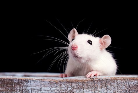 Rat Park: A Revolutionary Experiment in Understanding Addiction ...