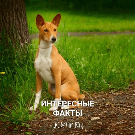 Как выглядит порода собак басенджи