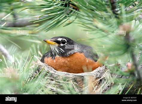 American Robin On Nest Stock Photo Alamy