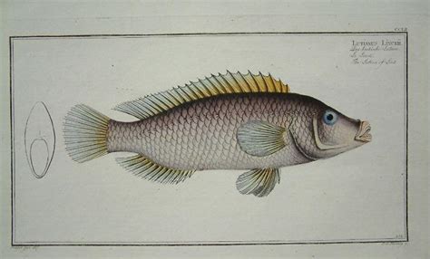 The Lutian of Link decorative print