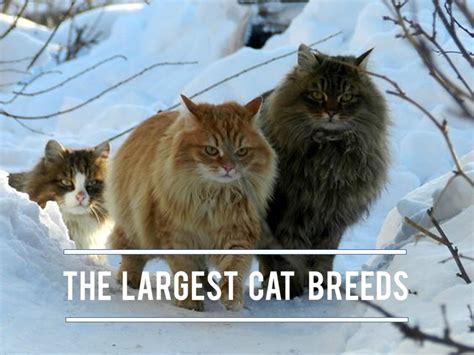 11 Largest Domestic Cat Breeds In The World Pethelpful