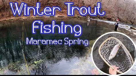 Winter Trout Fishing Maramec Spring Park YouTube