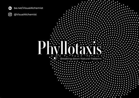 Phyllotaxis: Breaking Down Natural Patterns on Behance