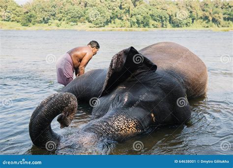 Elephant Washing In The River Editorial Photo Image Of Nature People