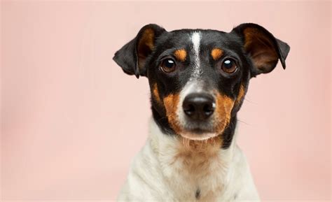Nomes Para Cachorro Vira-lata - 300 Nomes para cachorro vira lata (macho e fêmea) - AdoroCães.com.br ...