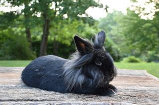 A guide to owning Lionhead rabbits | PetsRadar