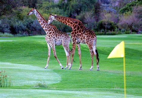 Leopard Creek Country Club Eagle Golf Tours