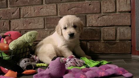 Emery N Denise S White Creamy Blonde Golden Retriever Puppies From Our White Cream Colored Sire